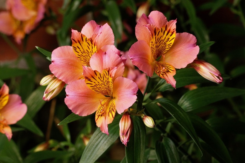 green, lilies, spring, incas, nature and landscape, 1080P, yellow, summer, pink, flower, saturne, nature, aurea, alstroemeria