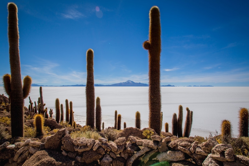 bolivia, beauty in nature, salt flats, land, sky, plant, nature, succulent plant, sea, salt flat, uyuni salt flat, tranquility, cloud - sky, desert, saguaro cactus