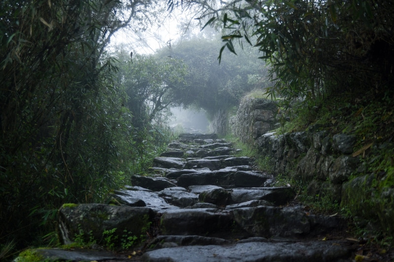 outdoors, forest, rock - object, trail, travel, ahead, cusco, wonder, scenics - nature, tranquility, nature, non-urban scene, steps, plant, beauty in nature