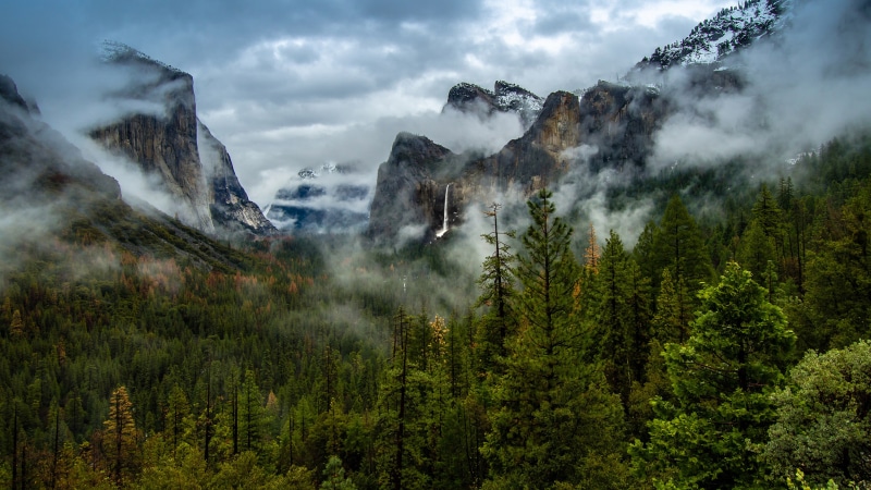 fog, tree, plant, green color, pine woodland, cloud - sky, computer, landscape, land, forest, california, 4K, scenics - nature, power in nature, tranquility
