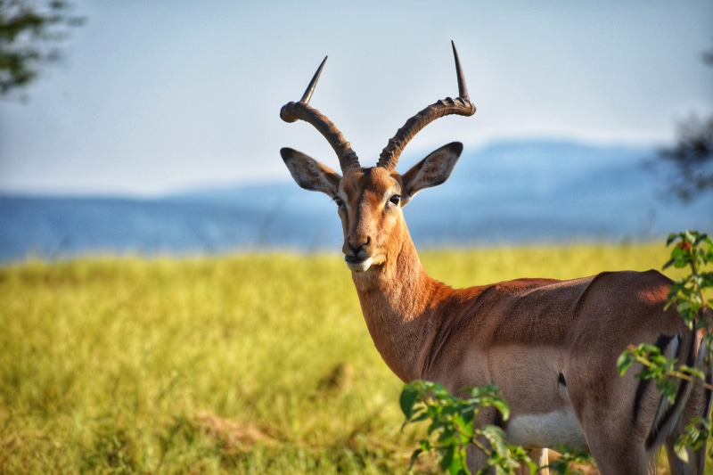 buck, green, mammal, wildlife photography, animal wildlife, outdoors, no people, plant, animal themes, field, standing, daylight, antlers, 5K, hayfield