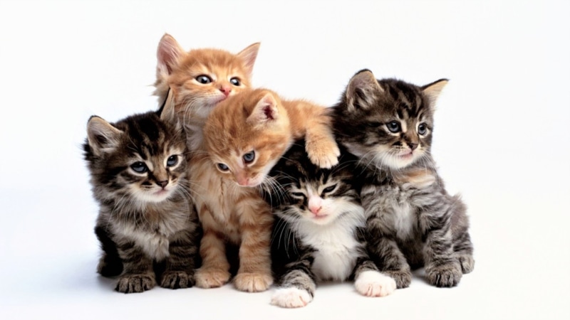 4K, pets, domestic animals, group of animals, togetherness, looking at camera, animal family, no people, innocence, domestic, small, feline, sitting, animal