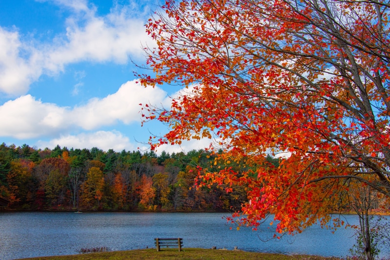 water, no people, growth, outdoors, outdoor, cloud - sky, fall, rural, beauty in nature, maple leaf, autumn, tranquility, plant, nature, leaves, new england