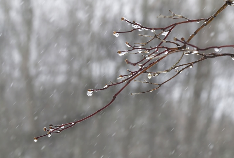 snow, frost, nature, season, weather, branch, winter, spring  snow, backgrounds, cold, frozen, close, seasons, ice, branches, 4K, forest, cold - Temperature