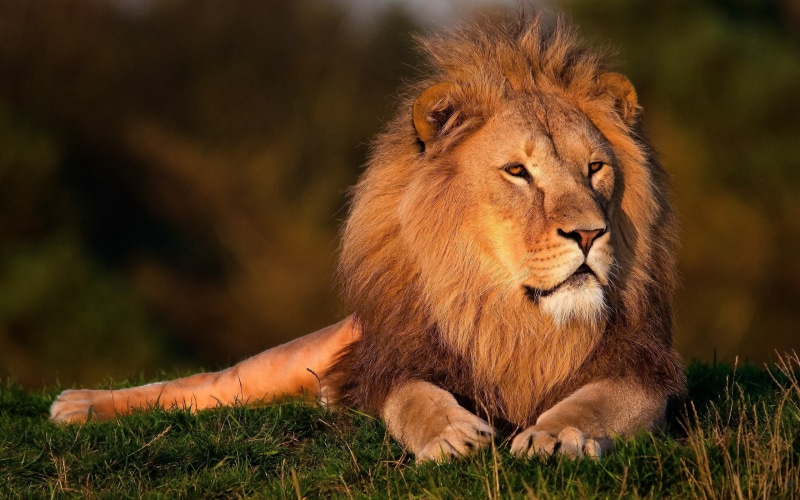 safari, close-up, nature, wildlife Reserve, 2K, plain, undomesticated Cat, animals And Pets, serengeti National Park, majestic, wilderness Area, savannah