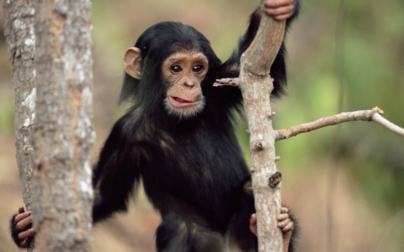 outdoors, animal themes, monkey, black, tree trunk, chimpanzee, no people, primate, chimpanzees, baby animals, vertebrate, 1080P, zoo, animal, ape, animal wildlife