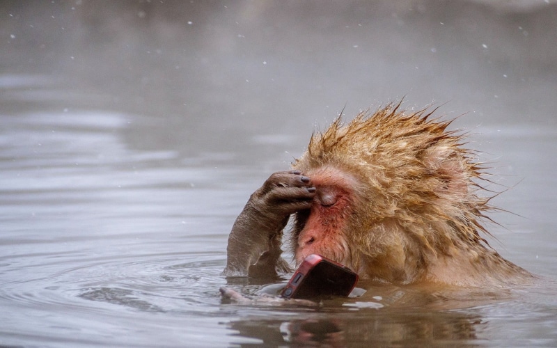 focus on foreground, nature, monkey, animal body part, lake, water, one animal, hot spring, animal head, animals, no people, mammal, vertebrate, japanese macaque