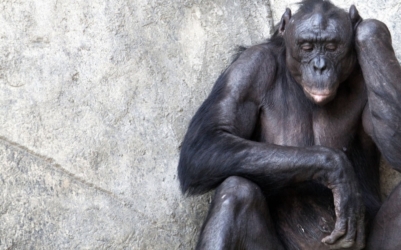 720P, chimpanzee, relaxation, portrait, chimpanzees, black, animal wildlife, nature, one animal, day, animals in captivity, mammal, close-up, vertebrate
