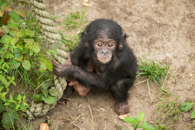 look, Bush, monkey, cub, chimpanzees, the primacy of, 4K, rope