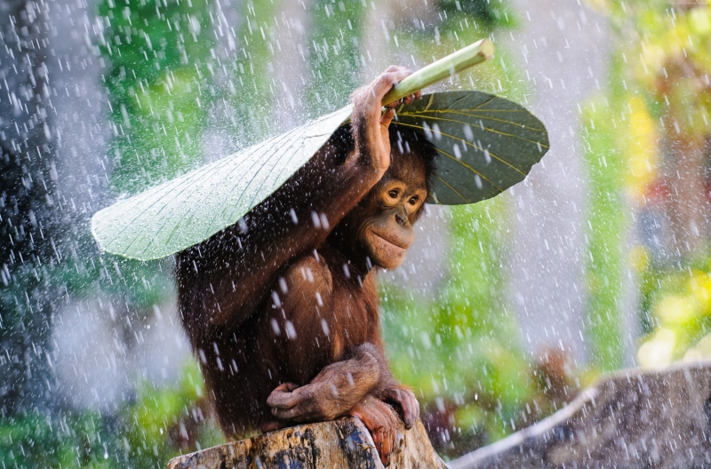 day, water, leaves, one animal, rain, tourism, splashing, monkey, wet, outdoors, animal wildlife, animal, Congo River, green, vertebrate, nature, banana