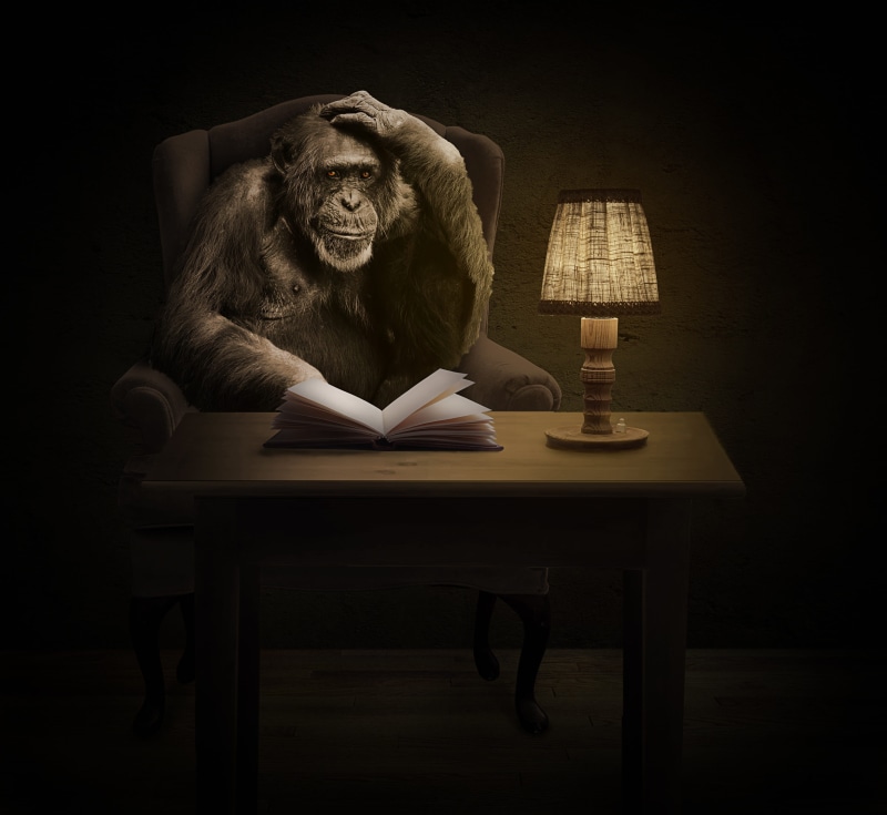 menswear, one animal, lonely, beside, dark, book, chair, black, ape, thinking, light, table lamp, hairy, indoors, table, wooden, animal themes, chimpanzee