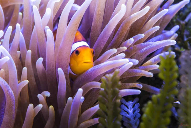 submarina, fish, underwater, 2K, creative  commons, tamron, multi Colored, clown fish, hide  seek, Human, fullhd, nikon  d750, anemone, submarine, skunk Anemone Fish