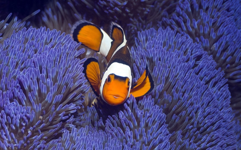 animal themes, animals, swimming, invertebrate, sea life, 1080P, water, clown, purple, clown fish, nature, sea, black, group of animals, undersea, vertebrate