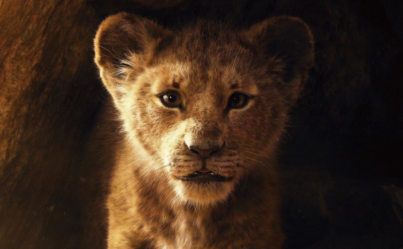 lioncub, Movies, thelionking, simba, king, Movie, 2019, 5K, k, Film, lion, Other Movies