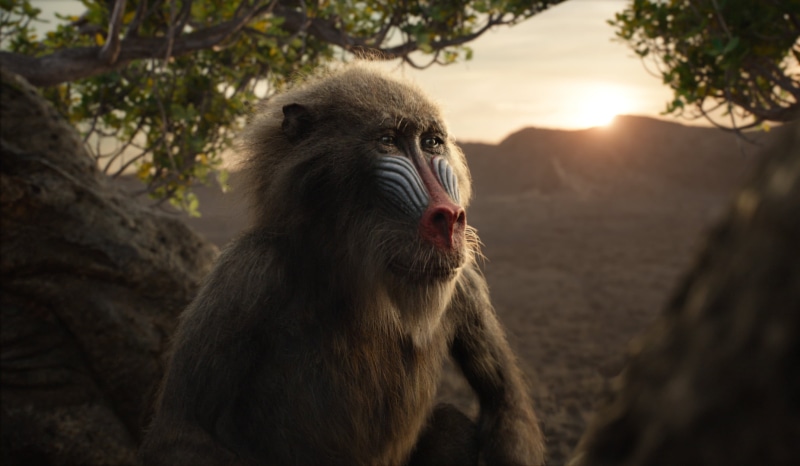 1080P, Rafiki (The Lion King), Movie, The Lion King (2019)