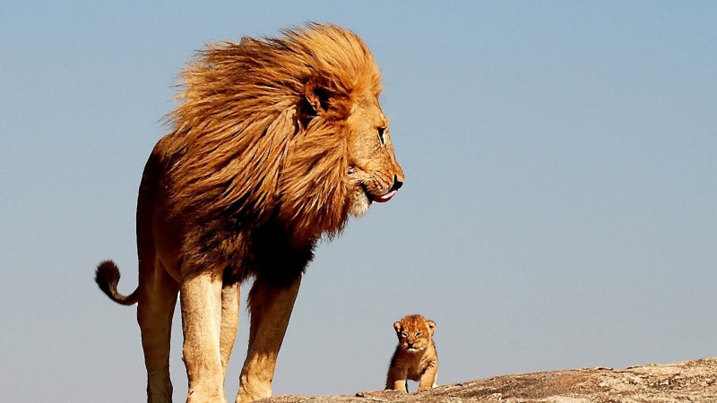 baby, cute, lion king, lion, 1080P, father
