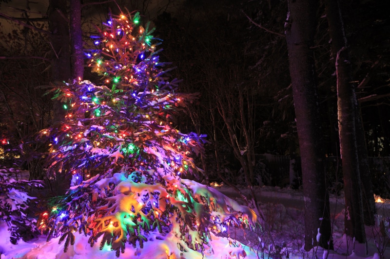 north, fun, christmas eve, tree, joy, 2K, christmas ornament, holiday, christmas, christmas lights, and, canada, bright, glow, plant, newfoundland and labrador