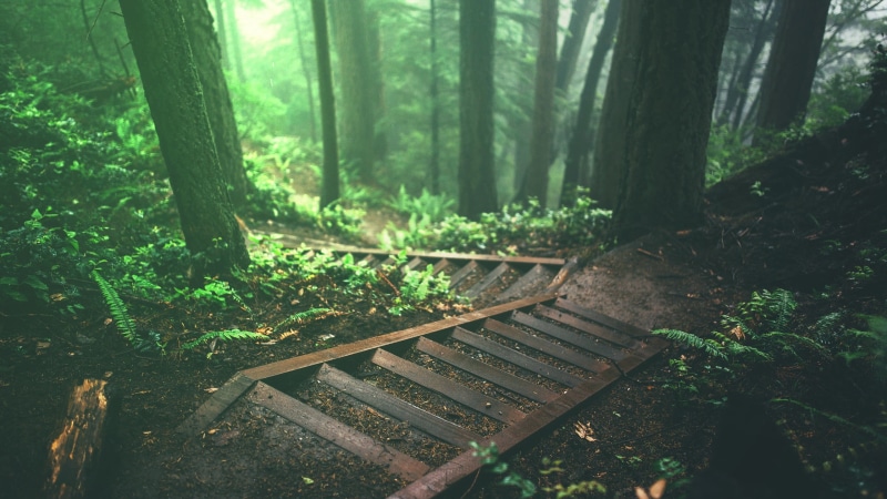 growth, trunk, nature, non-urban scene, jungle, beauty in nature, wood - material, stairs, seat, plants, green color, tree, 2K, woodland, outdoors, forest
