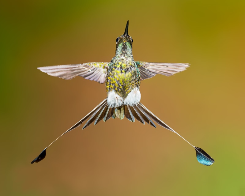 selective, beak, aviary, mid, Booted Racket-tail, Go Away, animal Wing, air, songbird, feather, flying, aggressive, photography, animal, white, posture