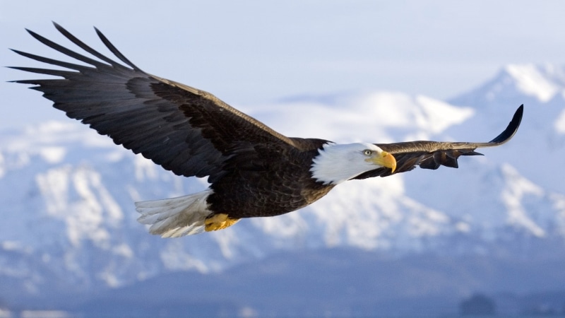 1080P, Bald Eagle In Mid air Flight Over Homer Spit Kenai Peninsula Alaska Winter