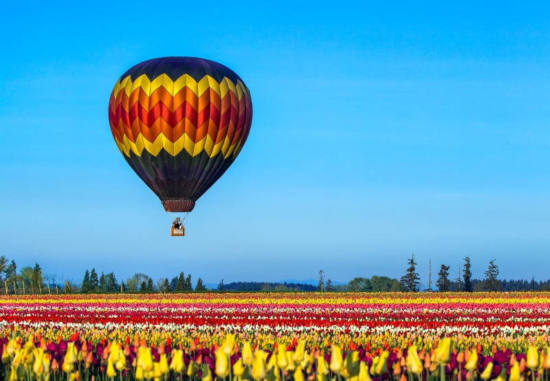 blue skies, sky  farm, morning, flying, balloon, scenery, Wooden Shoe, air, blue, up, rural, multi Colored, 4K, tulips, colorful, Oregon, Farm, balloon  flight
