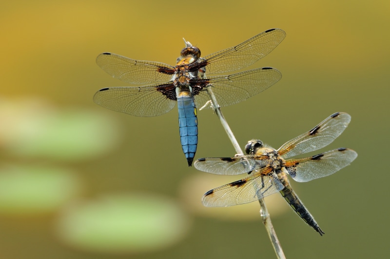 day, close-up, magnification, small, shallow, animal wing, zoology, animal themes, macro, outdoors, invertebrate, insect, animal body part, brown, no people