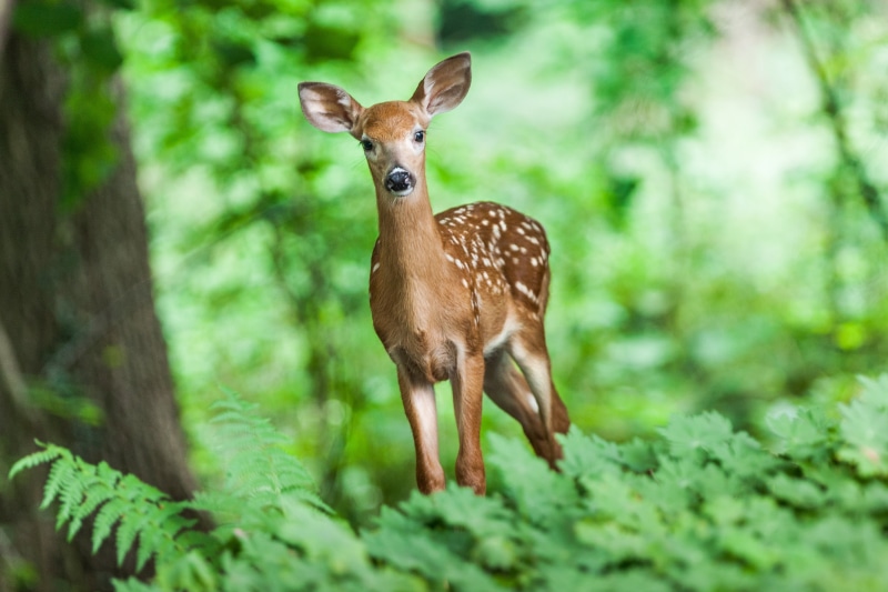 animals in the wild, plants, herbivorous, portrait, animal wildlife, standing, young animal, grass, wild, 2K, wildlife, plant, mammal, land, looking at camera