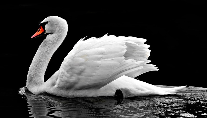 white swan, one animal, animals in the wild, 4K, waters, close-up, water bird, no people, lake, animal wildlife, animal world, zoology, swim, swan, animal themes