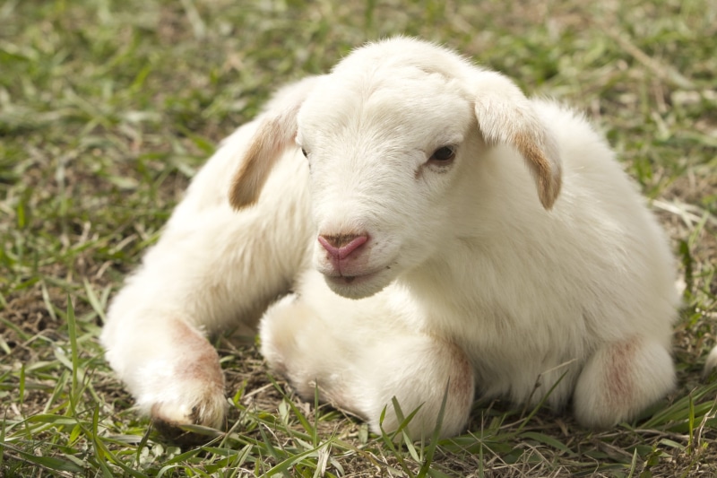 one animal, domestic animals, animal themes, mammal, no people, field, vertebrate, farm, herbivorous, animal head, young animal, relaxation, nature, pets