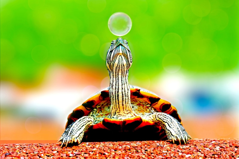 no people, near, vertebrate, bubble, animal, close-up, animal wildlife, focus, day, animals in the wild, turtle, animal head, nature, photography, animal body part