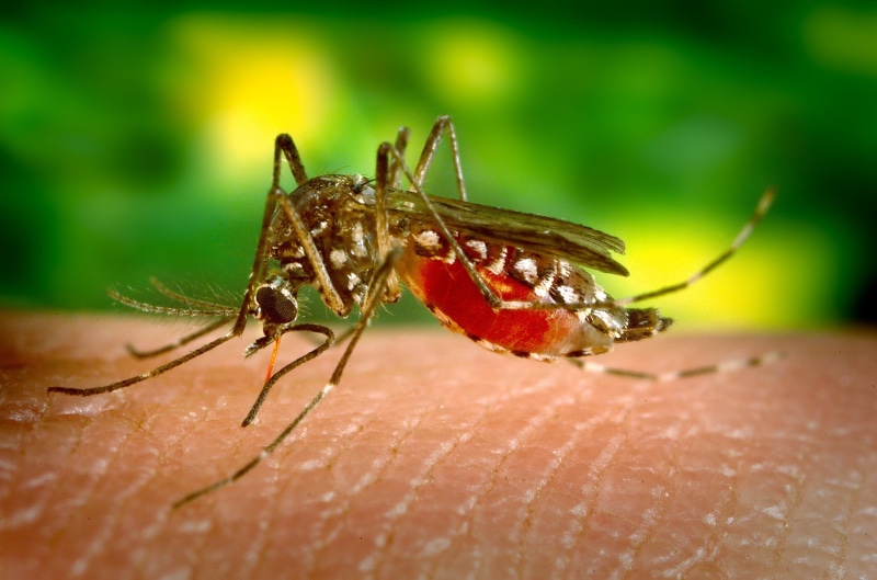 red, skin, close, black, sucking, dengue, human body part, animals in the wild, day, female, nature, one person, human, parasite, animal themes, selective focus