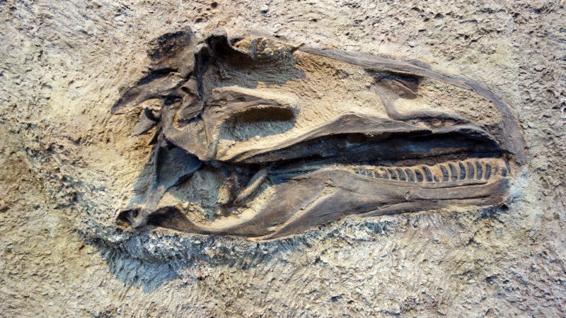 Fossil, animal, solid, old, Dinosaur, gray, architecture, representation, ancient, animal representation, photo, fossils, close-up, 5K, animal bone, animal skeleton
