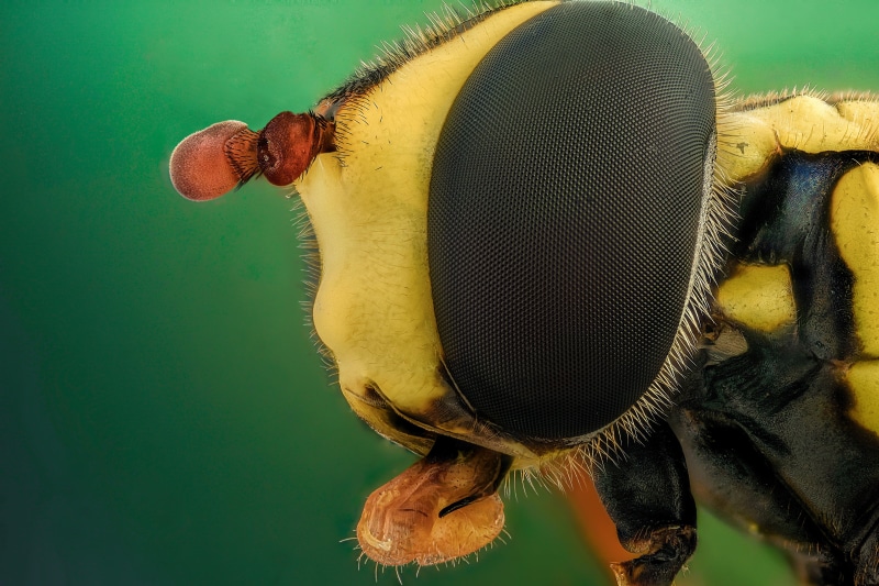green background, one animal, animal wing, animal eye, insect, portrait, close-up, 4K, hair, outdoors, music, closeup, eye, no people, macro, invertebrate