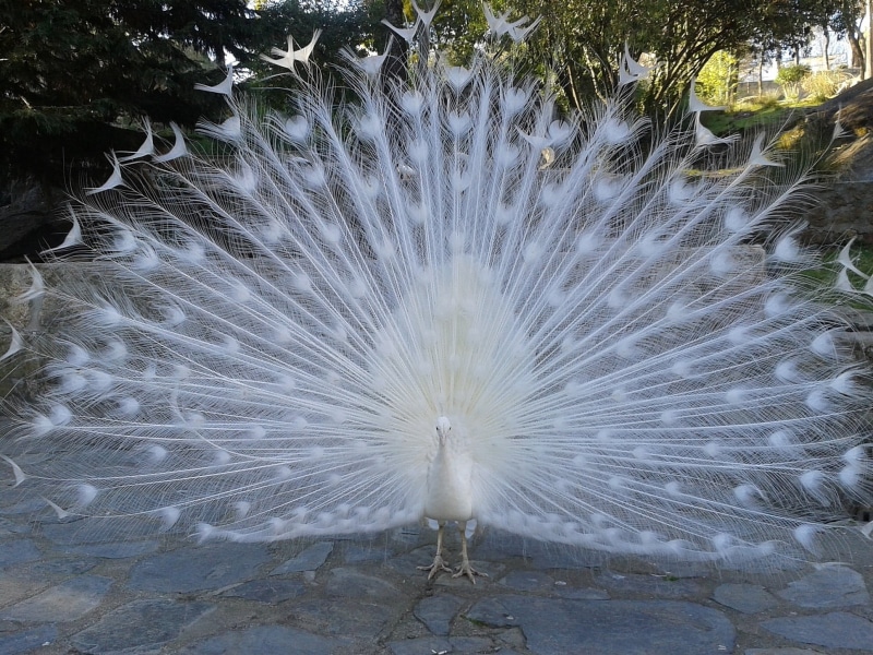 vertebrate, beautiful, no people, outdoors, one animal, beauty in nature, nature, feather, 1080P, fanned out, courtship, animals in the wild, peacock feather