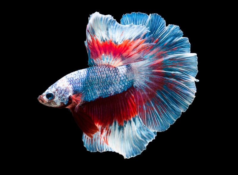 marine, pets, fish, animal wildlife, 4K, animal themes, black background, tail fin, blue, animal, no people, flakes, indoors, nature, red, close-up, sea life