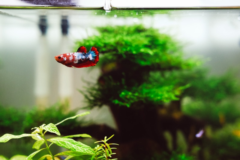 food and drink, freshness, day, green color, blue, leaf, animal, swimming, plant, close-up, animal themes, selective focus, red, food, outdoors, fruit