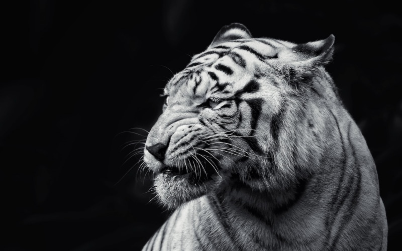 animal mouth, looking, feline, animal wildlife, monochrome, domestic animals, big cat, mammal, mouth open, black background, grayscale, focus on foreground