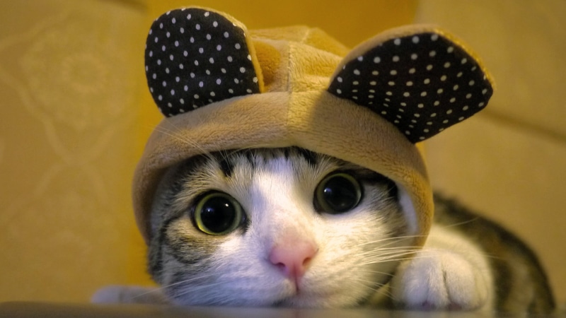 no people, hat, whisker, cute, pets, cat, kitten, human Face, domestic Animals, beauty, animal head, animals, looking, closeup, portrait, domestic, animal