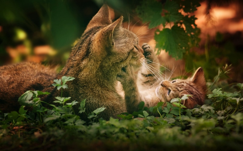 cat, animal themes, nature, pets, no people, animals in the wild, group of animals, animals, plant, feline, selective focus, land, kittens, animal, vertebrate