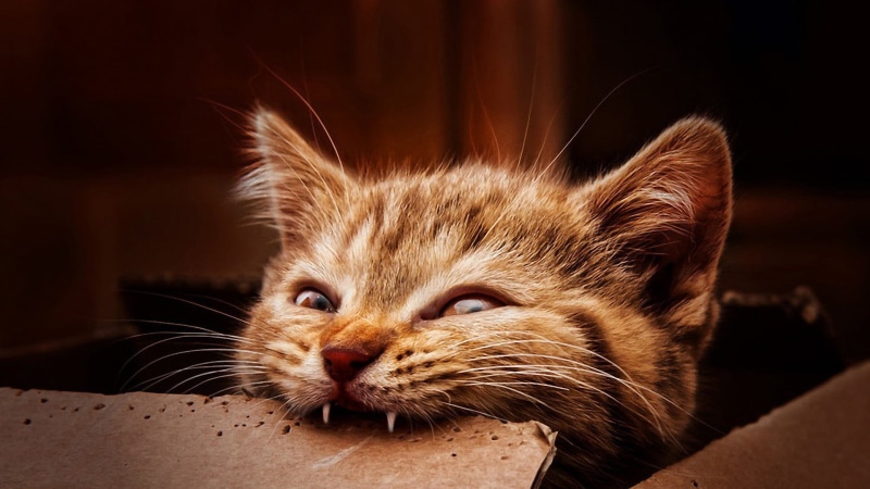 brown, domestic, tabby, 1080P, pets, mammal, animals, portrait, vertebrate, no people, focus on foreground, domestic cat, one animal, close-up, cat, relaxation