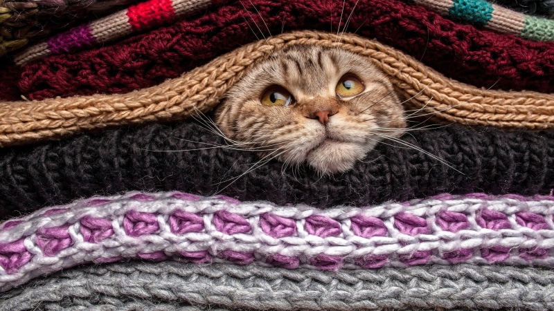 cat, indoors, vertebrate, close-up, 2K, no people, mammal, textile, wool, domestic cat, animal, one animal, feline, softness, tabby, domestic animals