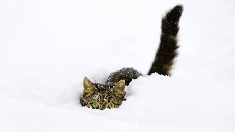 pet, beauty in nature, simple, winter, outdoors, survival, animals in the wild, coniferous tree, 2K, day, animal wildlife, green eyes, one animal, cat
