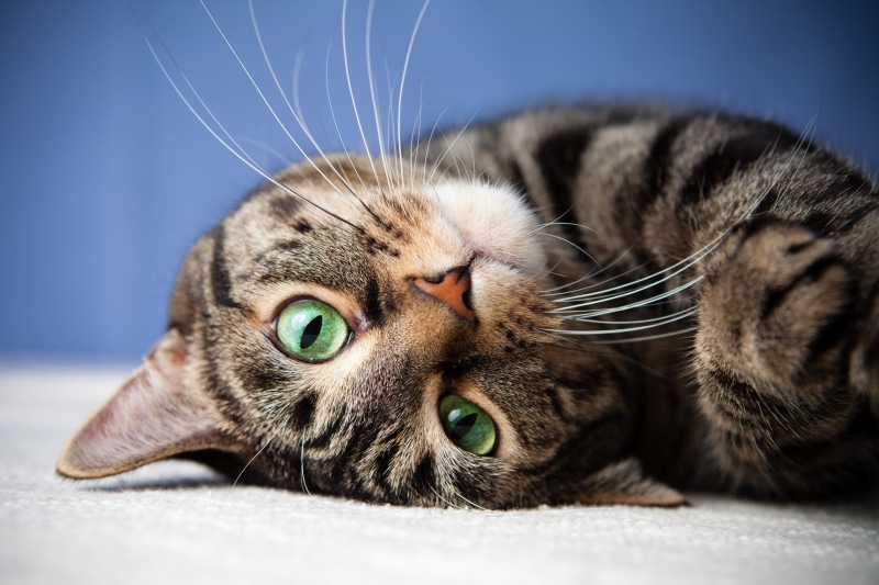 animals, 2K, pets, whisker, looking at camera, white, mammal, lying down, feline, portrait, one animal, animal themes, face, tabby, animal, vertebrate
