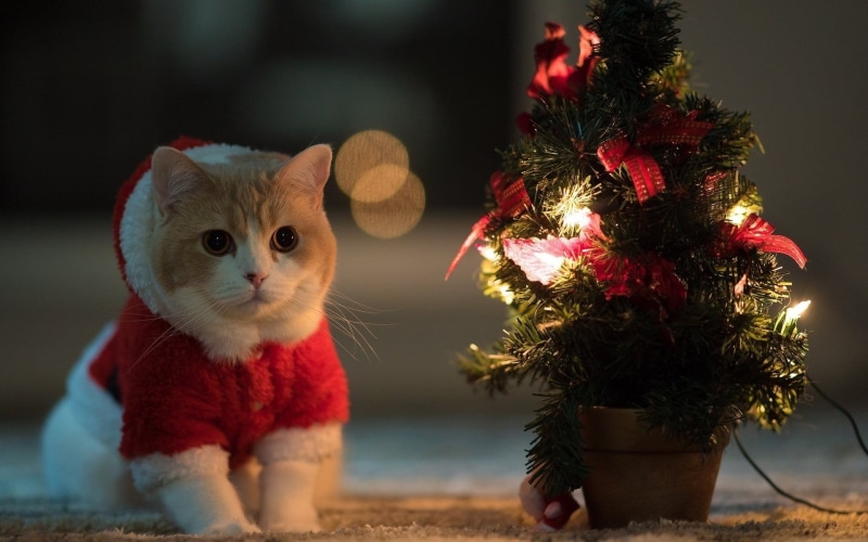 animal, christmas, 1080P, orange, mammal, tabby, decoration, holiday, looking at camera, Santa costume, no people, domestic cat, domestic, cat, celebration