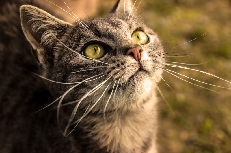 watching, portrait, animal eye, pets, animals, one animal, grass, cat eyes, looking up, domestic cat, domestic animals, brown, close-up, mammal, vertebrate