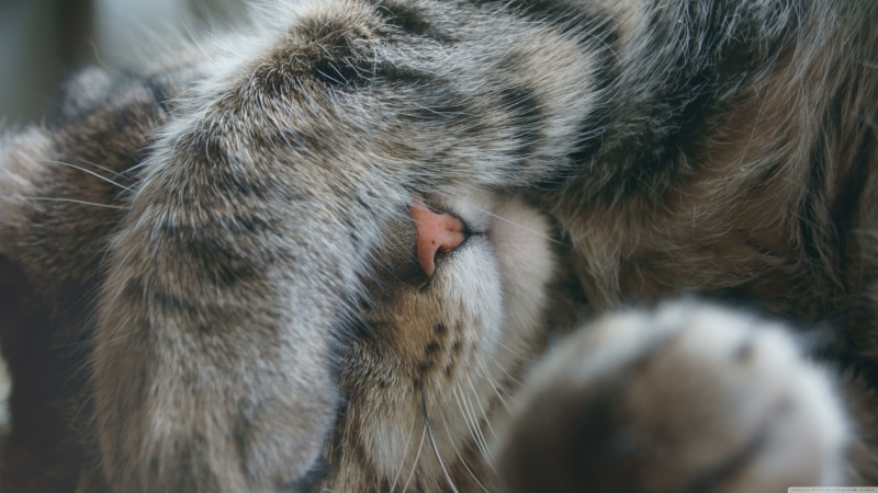 sleeping, animal head, close-up, mammal, 4K, domestic, hair, animal hair, animal themes, outdoors, domestic cat, domestic animals, paws, one animal, tabby