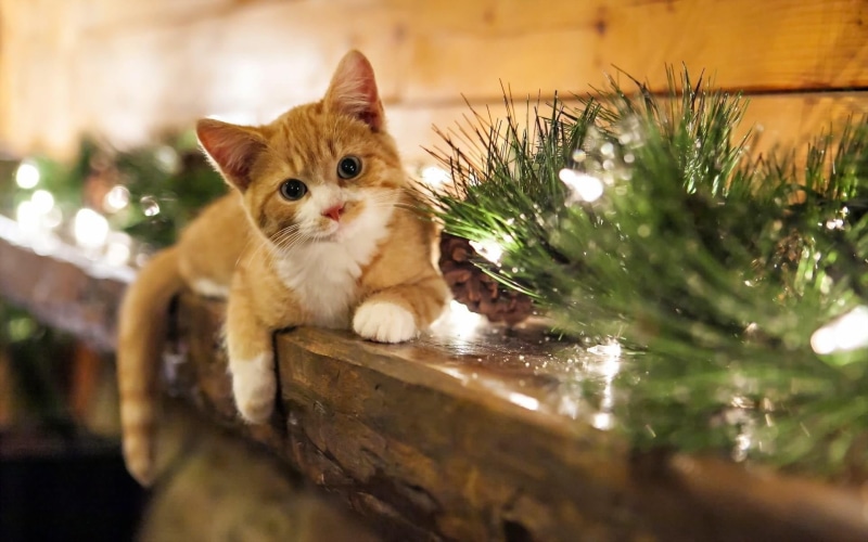 domestic, feline, looking at camera, pets, decorations, domestic cat, holiday, Christmas ornaments, close-up, tree, christmas, plant, orange, vertebrate