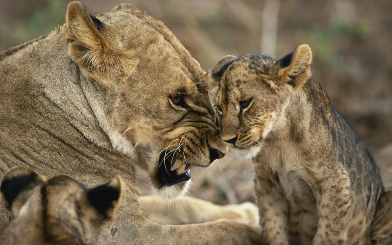 feline, cub, black, animal wildlife, lion cub, animals, young animal, 2K, big cats, lion, animal family, cat, group of animals, animal themes, no people