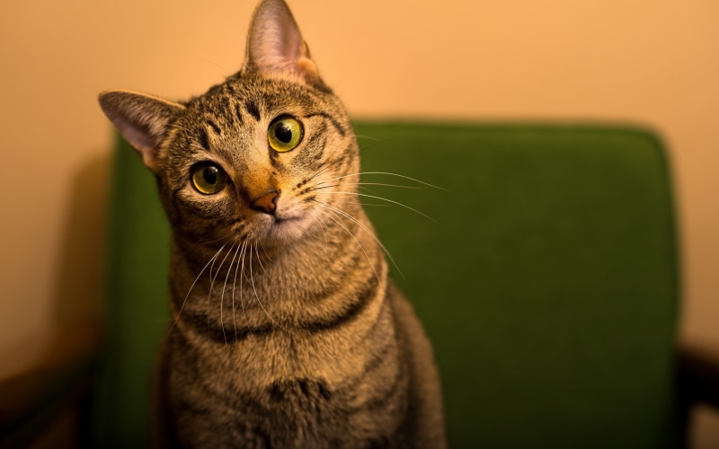 brown, domestic animals, whisker, depth of field, pets, domestic cat, animal body part, green, no people, one animal, animal head, animal eye, animal themes