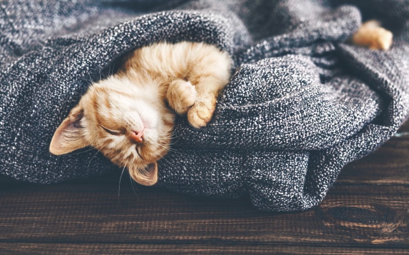 feline, kittens, cat, animal head, sleeping, whisker, animal themes, one animal, closed eyes, kitten, eyes closed, fleas, mammal, animals, pets, domestic cat